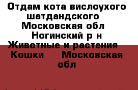 Отдам кота вислоухого шатдандского - Московская обл., Ногинский р-н Животные и растения » Кошки   . Московская обл.